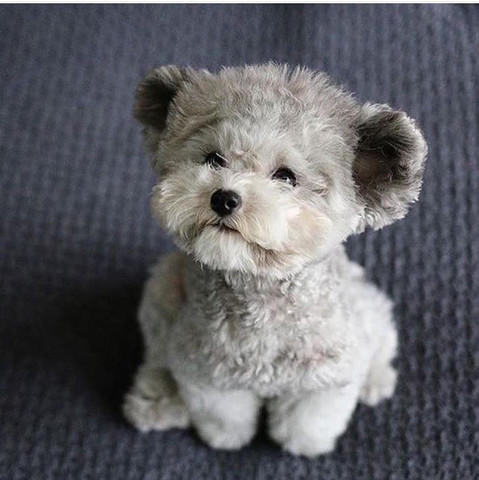 Diese Hunderasse suche ich!😍 - (Hund, Hunderasse)