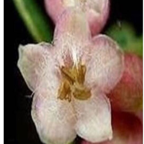 Wer kennt diese giftige Pflanze - (Garten, Botanik)