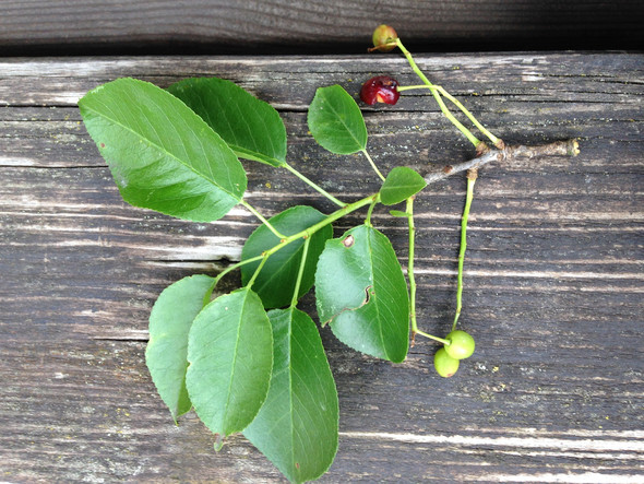 Blatt und Frucht - (Garten, Pflanzen)