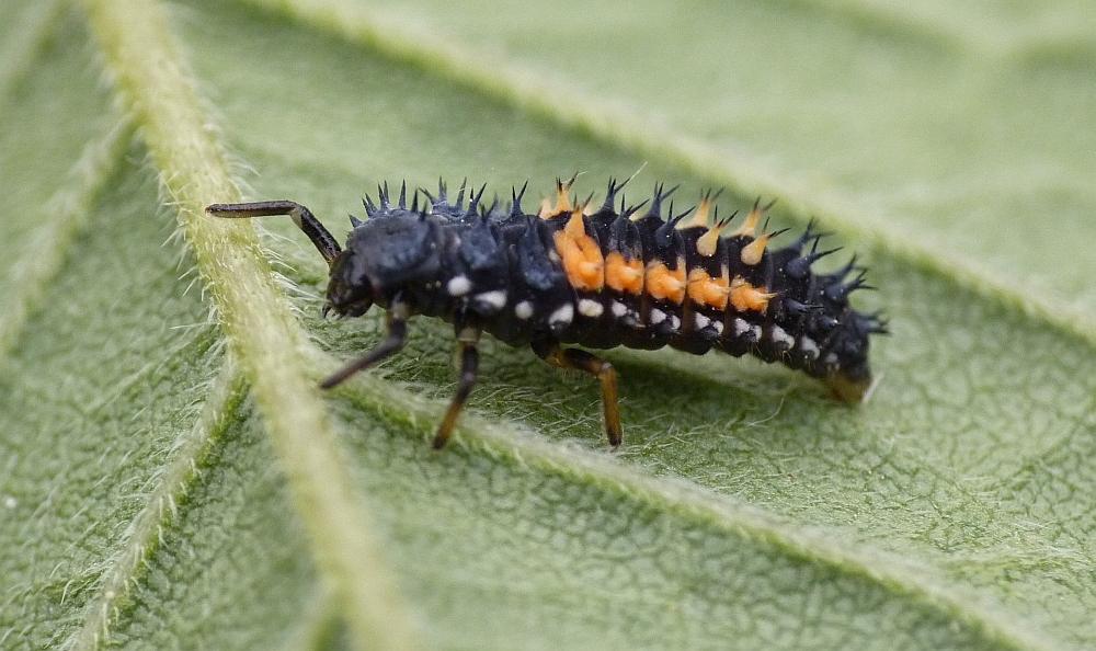 Bestimmungshilfe Insekt (Biologie, Insekten, Kaefer)