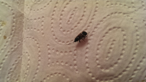 Bettwanze Aussehen Ungeziefer Parasiten Bettwanzen