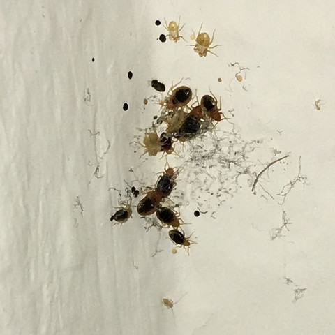 Bettwanze Oder Staublaus Insekten Bettwanzen