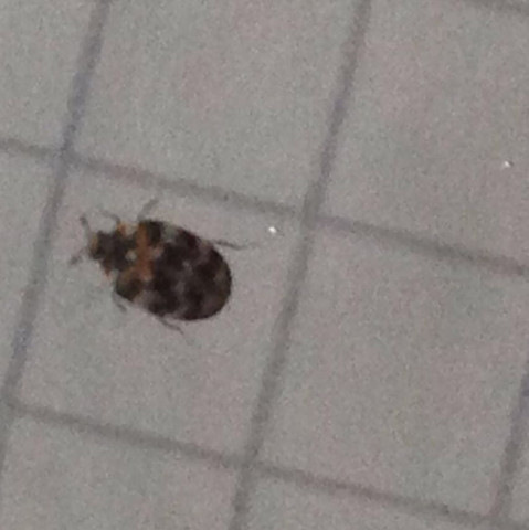 Bettwanzen Gefunden Sind Diese Das Auch Insekten Kafer