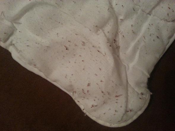 Bettwanzen Milben Gesundheit Medizin Haushalt Bettwanzen Milben Gesundheit Medizin Haushalt