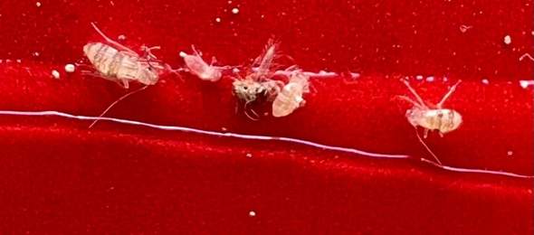 Bettwanzen Nymphen Sch dlinge Ungeziefer Insektenbestimmung bettwanzen-nymphen-sch-dlinge-ungeziefer-insektenbestimmung