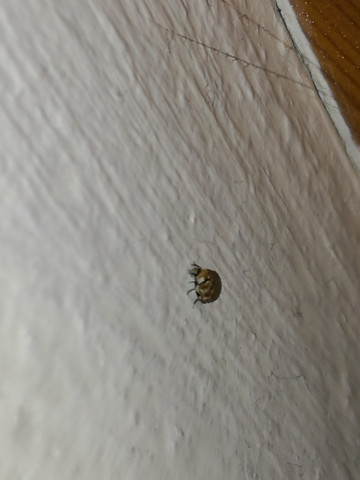 Bettwanzen Oder Doch Etwas Anderes Insekten Bett Zu Hause