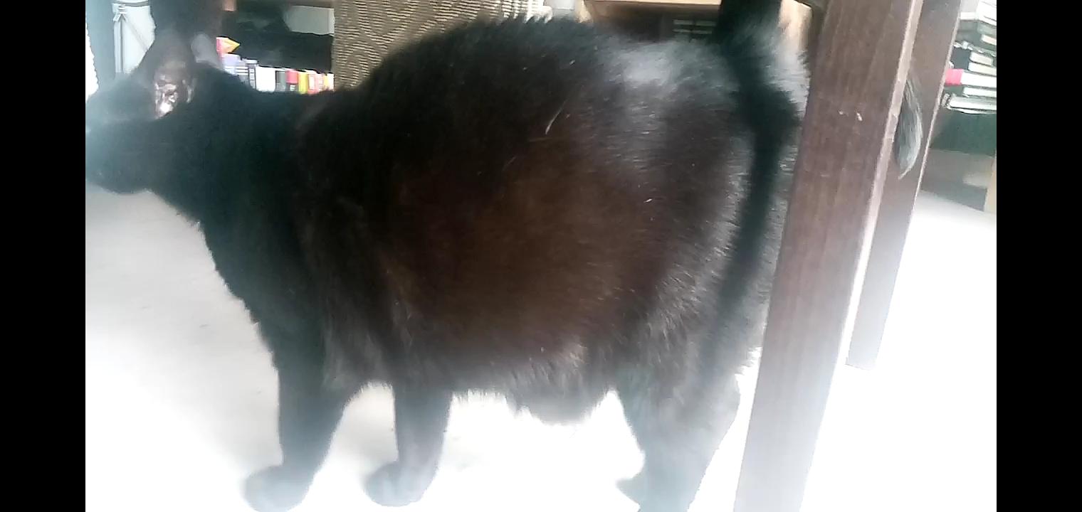 beule am bauch meiner katze gesundheit und medizin tiere katzen