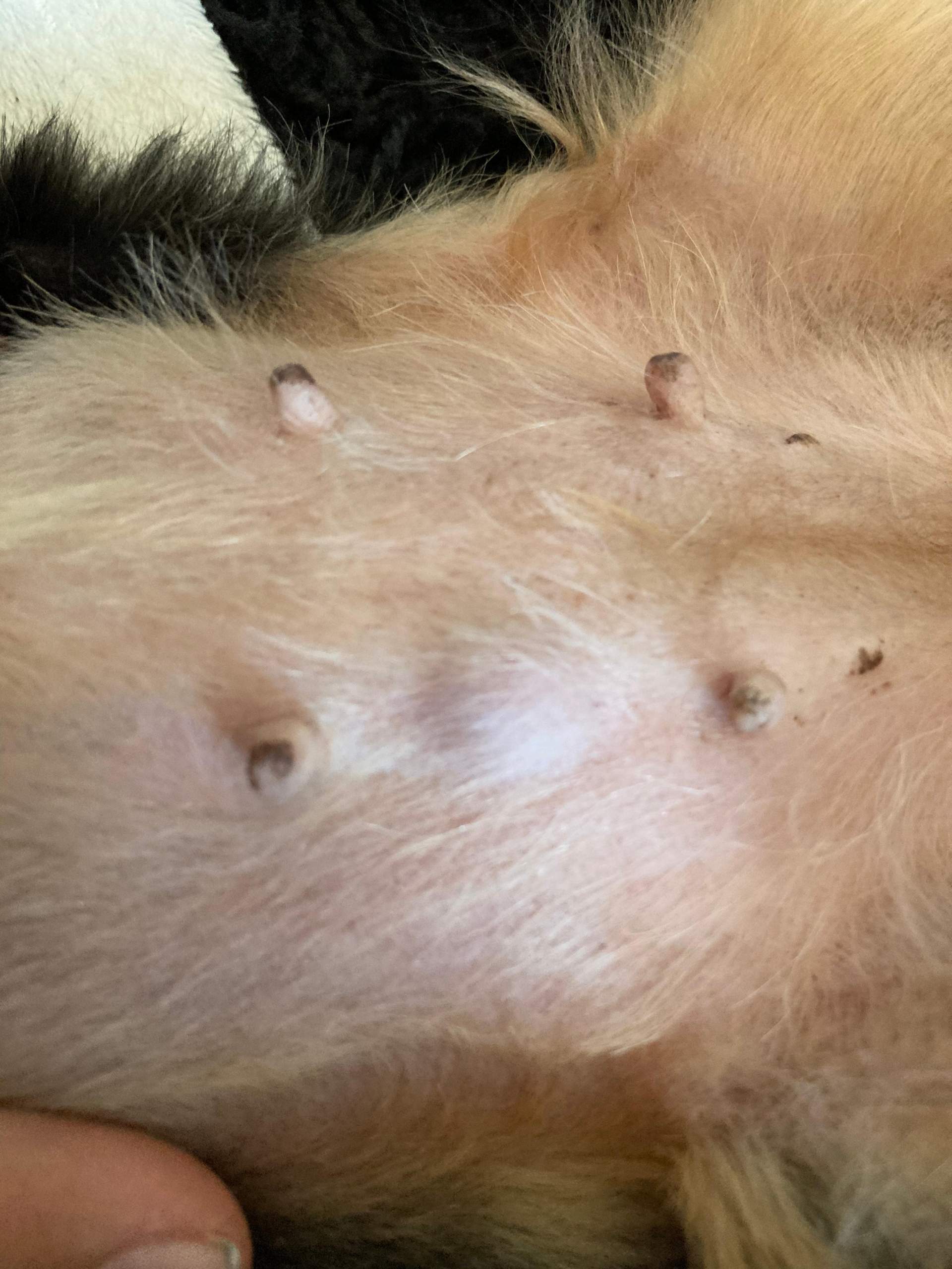 Beule am Bauch vom Hund? (Gesundheit und Medizin, Tiere)
