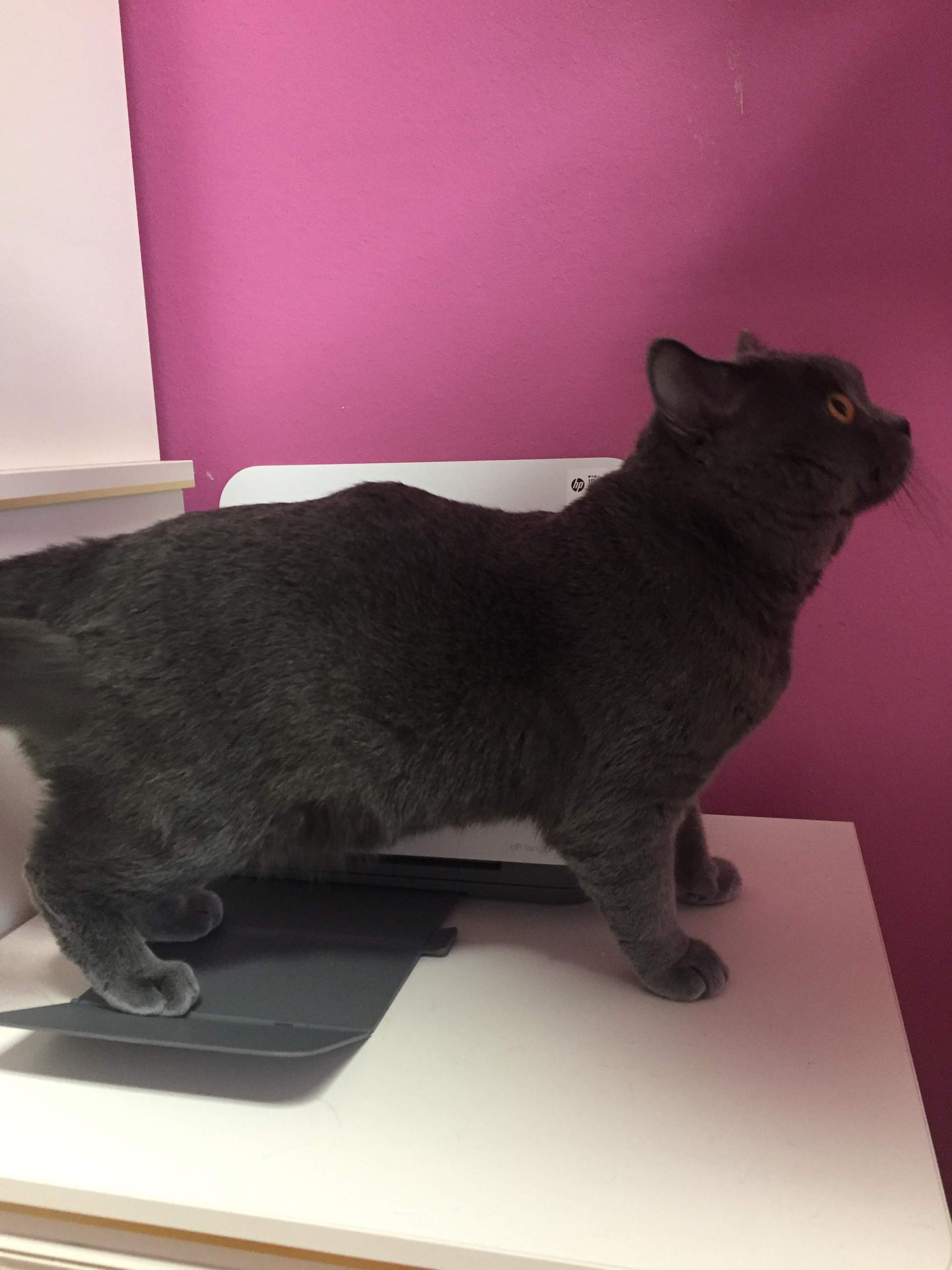 Beule am Rücken des Katers? (Katze)