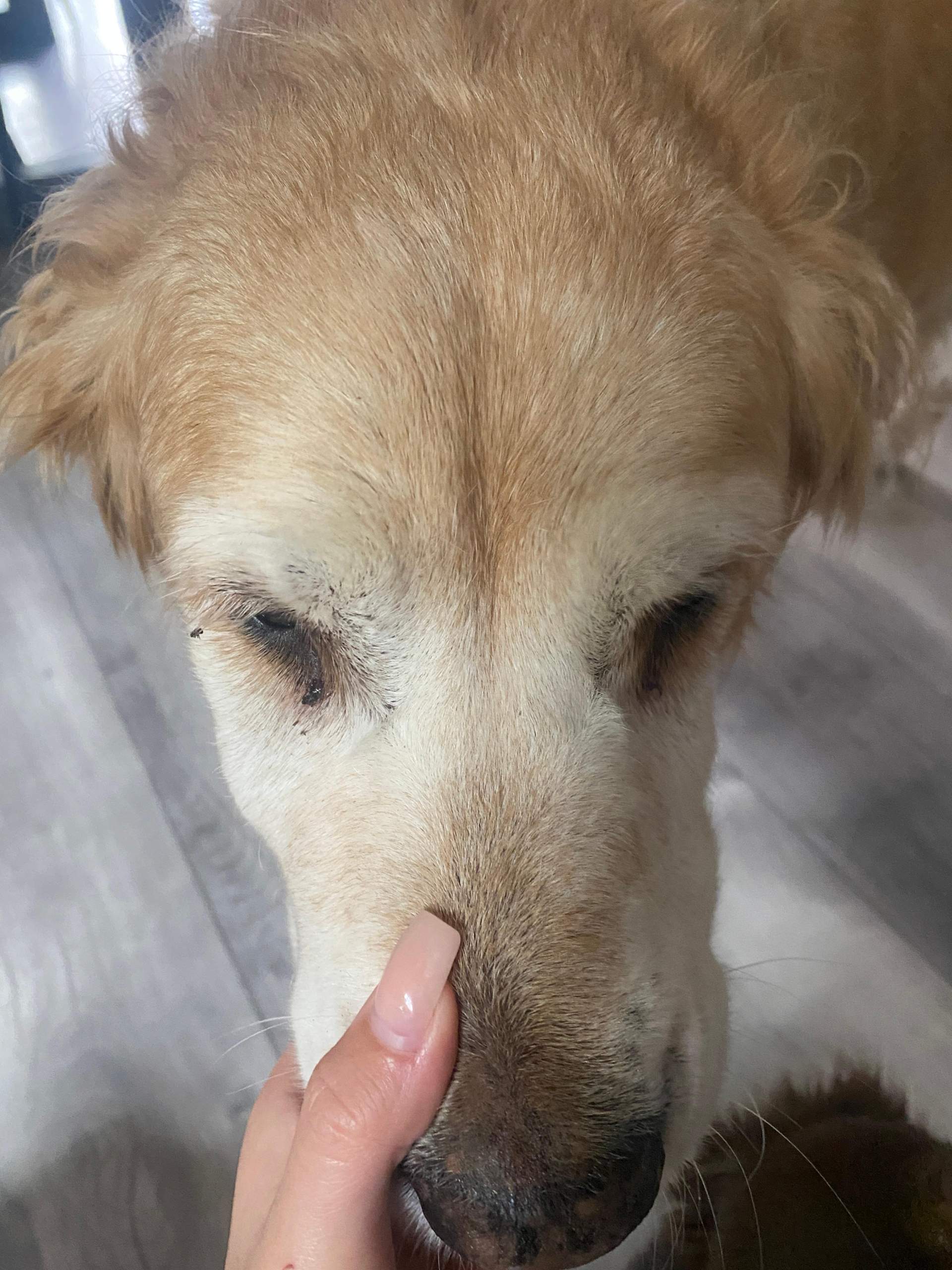 Beule im Gesicht vom Hund? (Tiere, Golden Retriever)