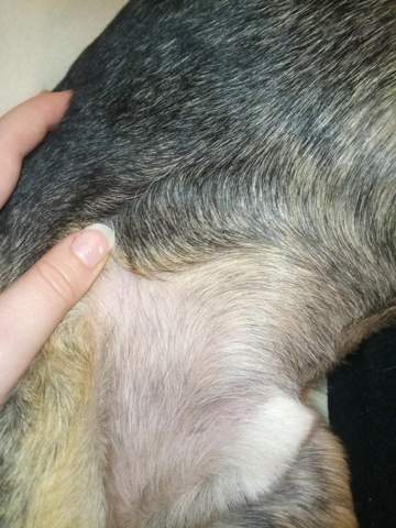 beule dick am bauch gesundheit und medizin hund tierarzt