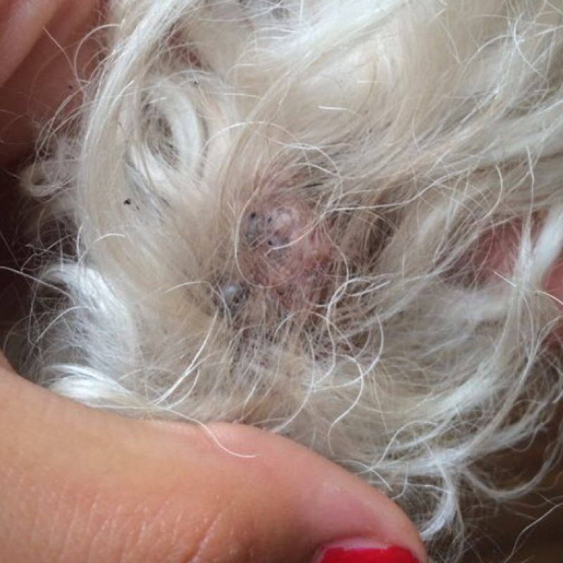 (Beule,Geschwür?) am Schwanz meines Hundes? Hilfe! (Krankheit, Hund)