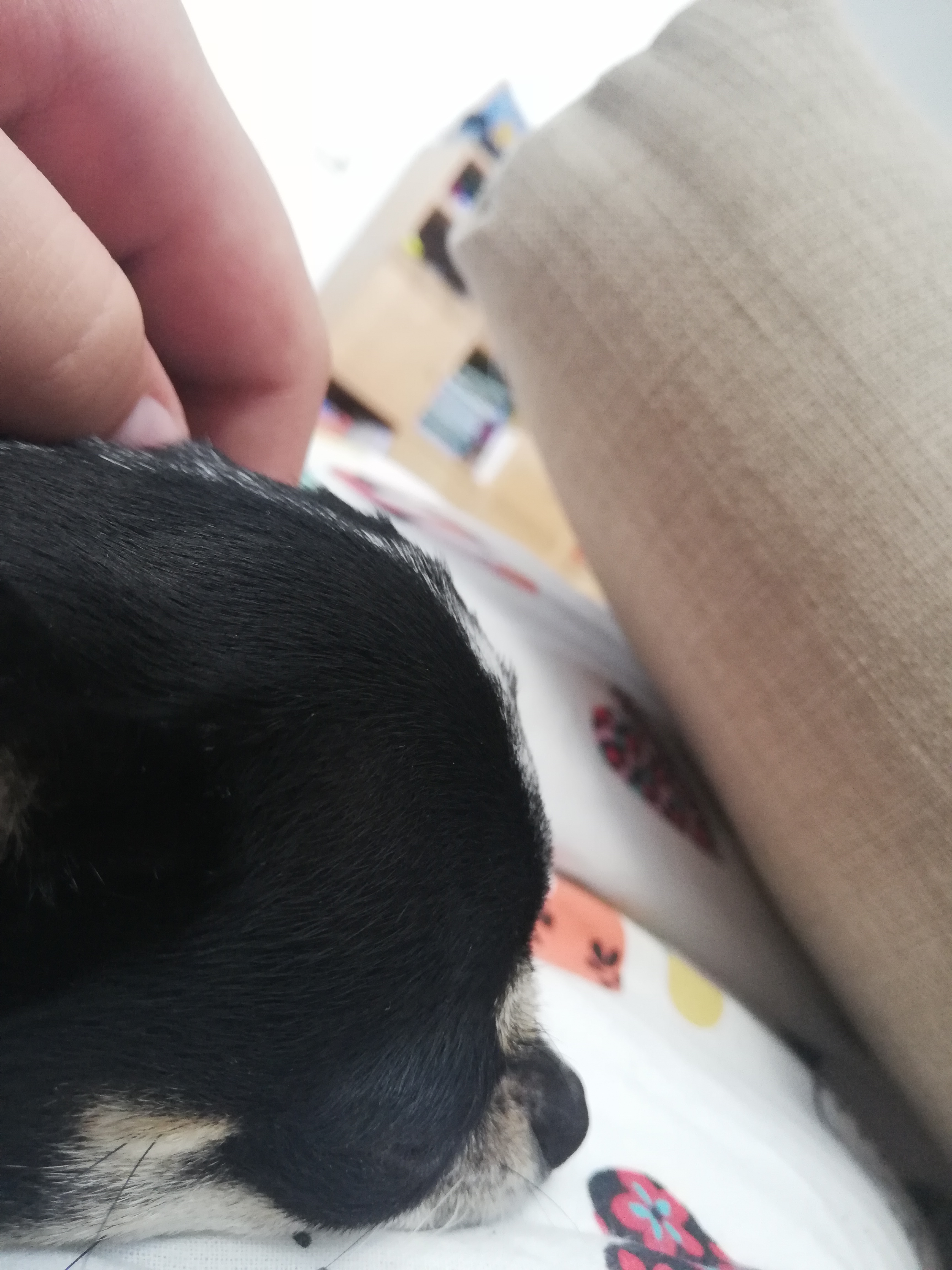 Beulen Am Kopf Hund Krankheit Beule Beulen Am Kopf Hund Krankheit Beule