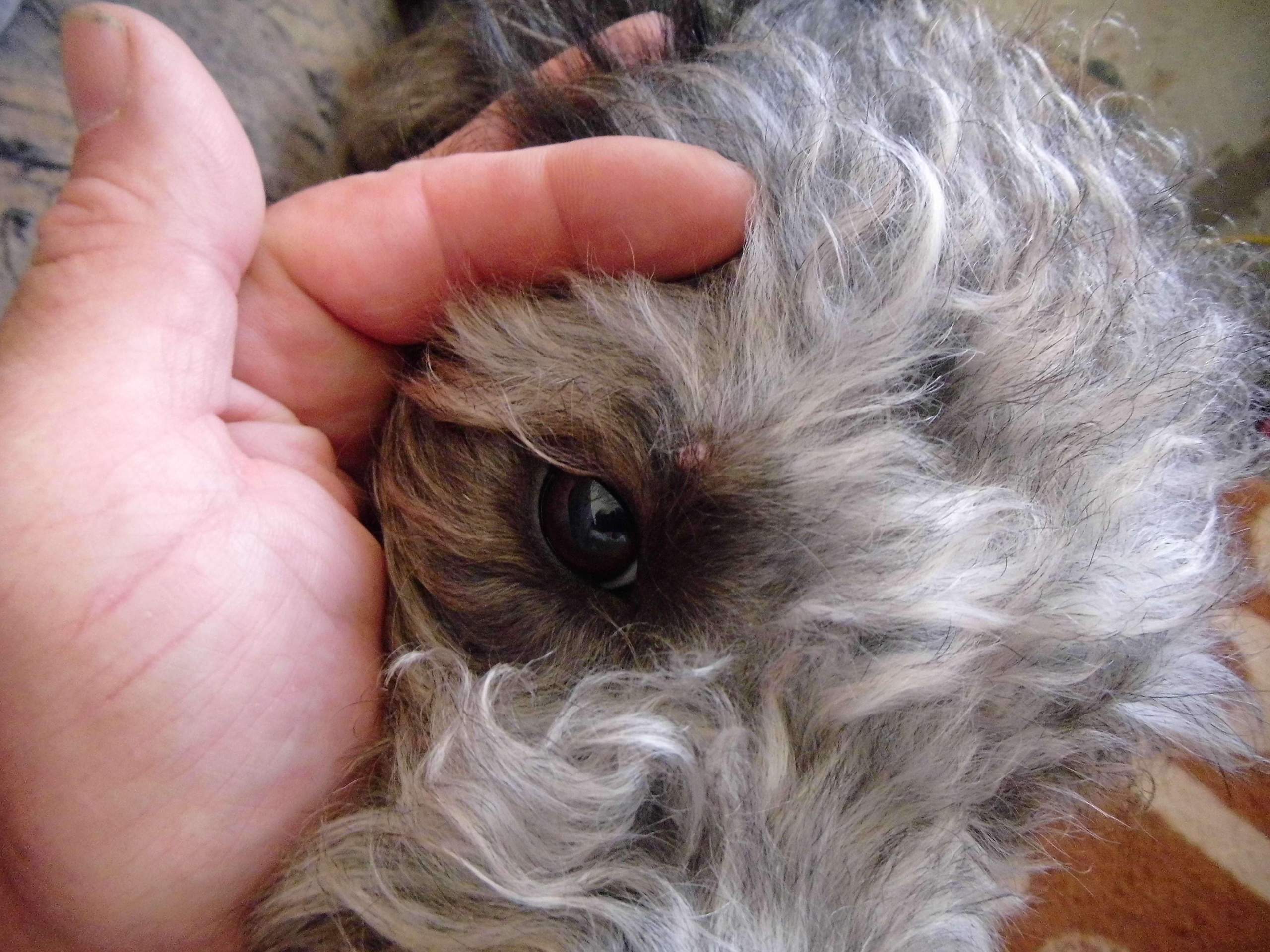 Beulen bei Huendin? (Gesundheit, Hund)
