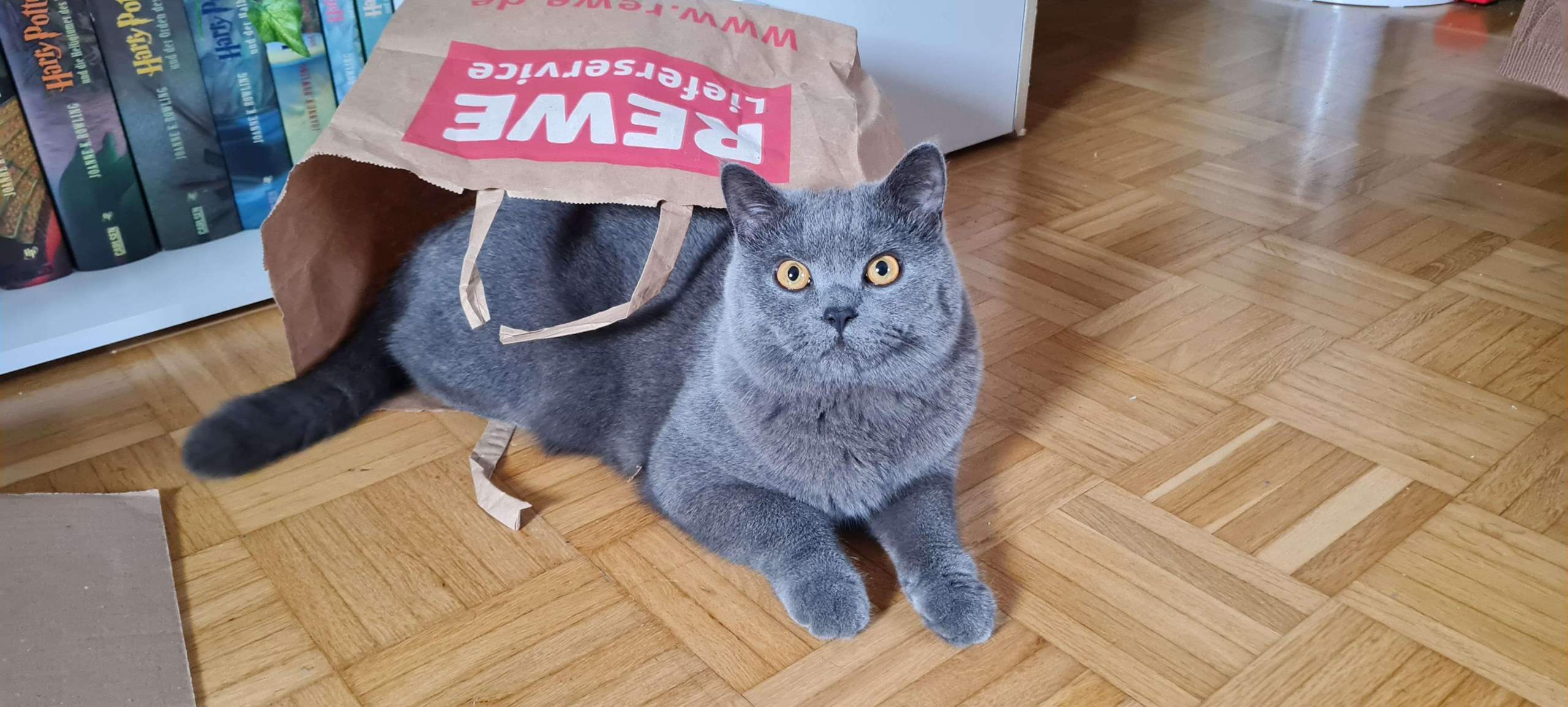 BKH (m) miaut andauernd, woran könnte es liegen? (Tierarzt, Kater, Hauskatze)
