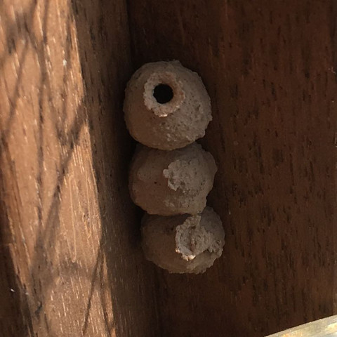 3 Nester  - (entfernen, Bienen, Nest)