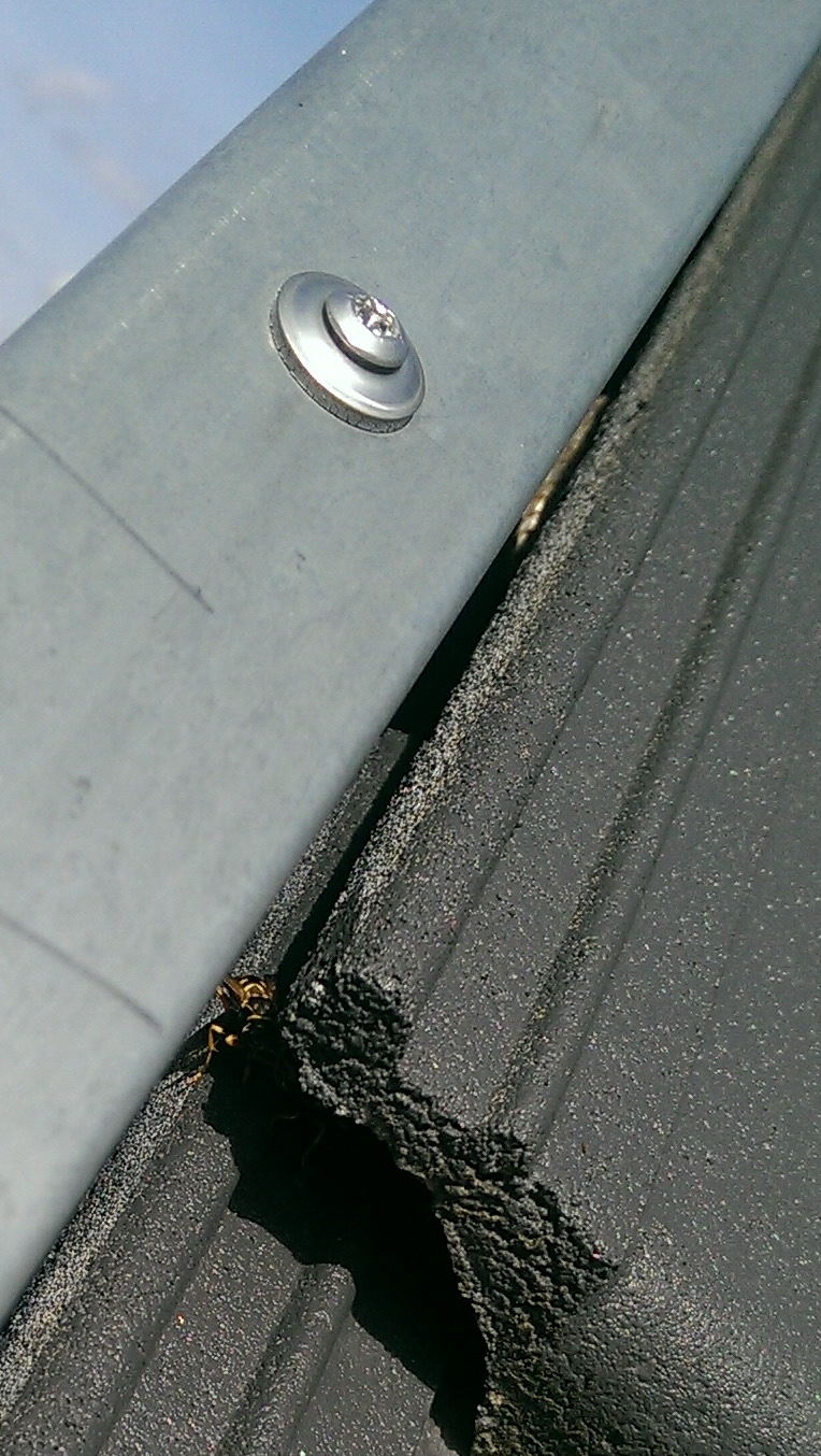 Bienen oder Wespen unter Dachziegel was tun? (Garten, Dach)