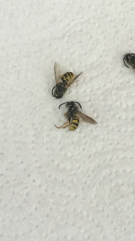 Biene oder Wespe? - (Bienen, Wespen, Nest)