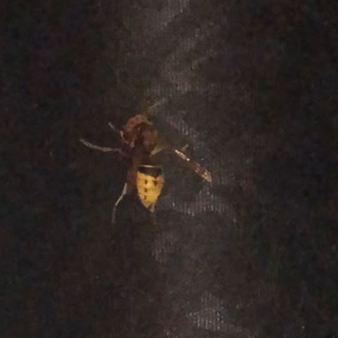 Biene aber komische Biene Riesen Flügel 5cm Gros ?? - (Tiere, Insekten, Bienen)