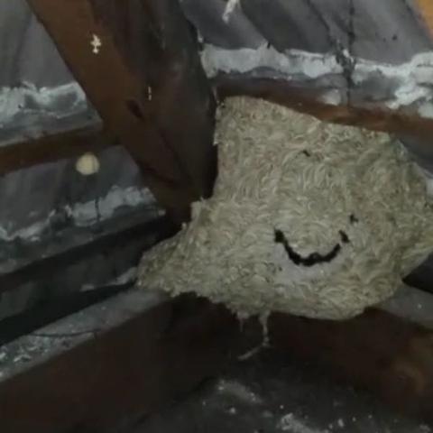 Bienennest im Dachboden, was tun? (Tiere, Bienen)