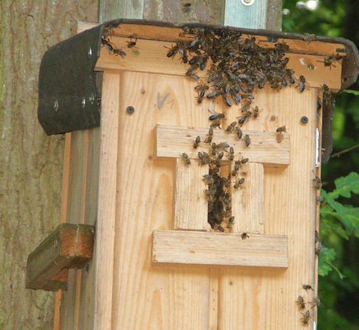 Bienenschwarm1 - (Recht, Tiere, Natur)