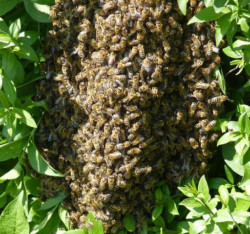 Bienenklumpen - (Biologie, Bienen, Imker)