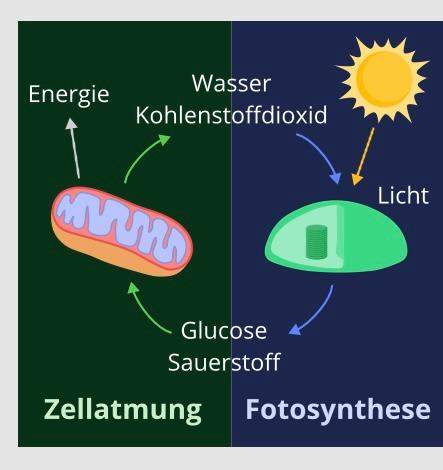 Bild erklären (Biologie Photosynthese und Zellatmung)?