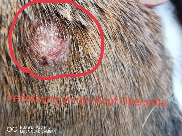 krallenbettentzündung hund bilder