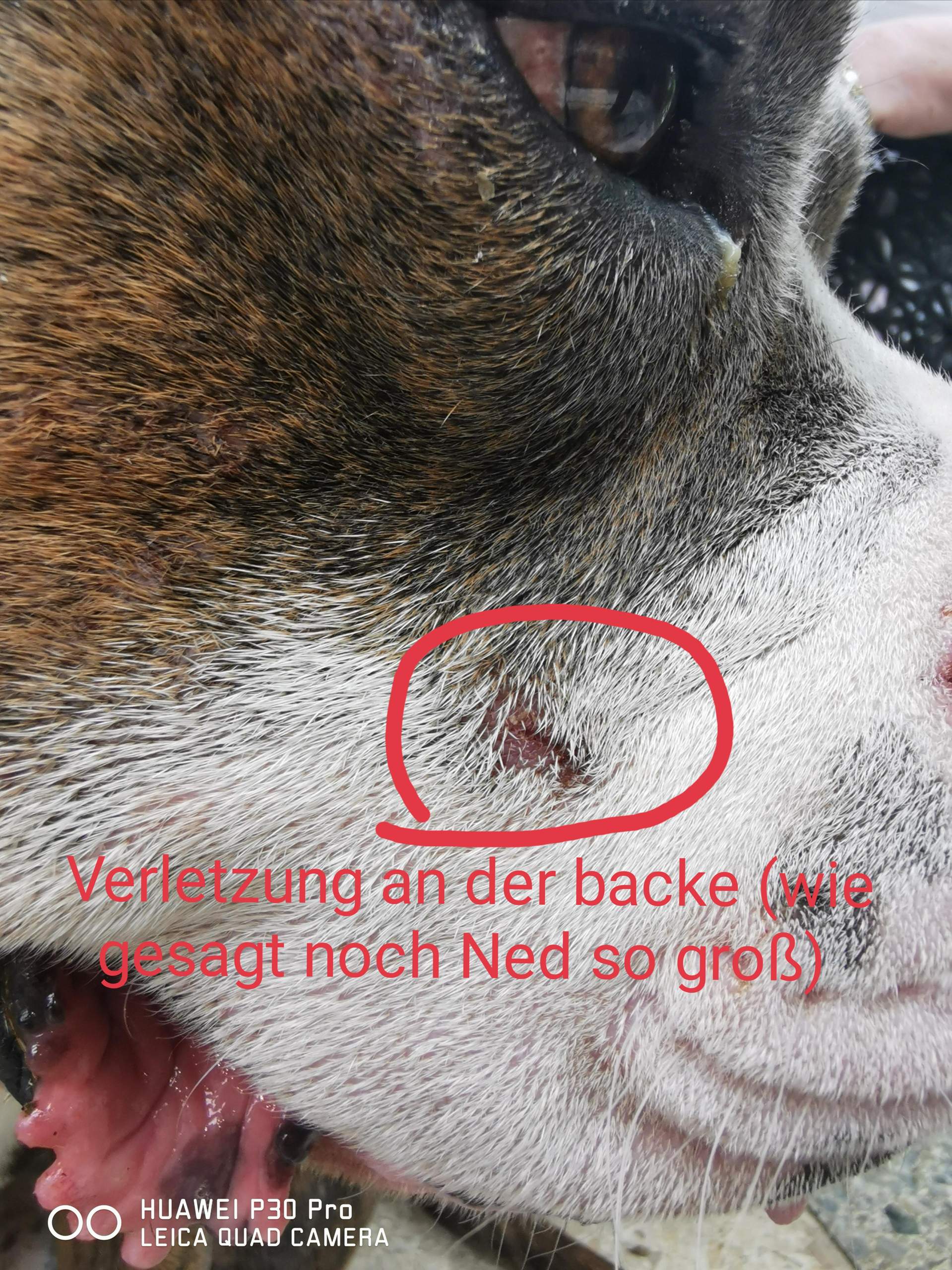 Bildende löcher/Krusten am Kopf des hundes? (Tiere, Hund, Tierarzt)