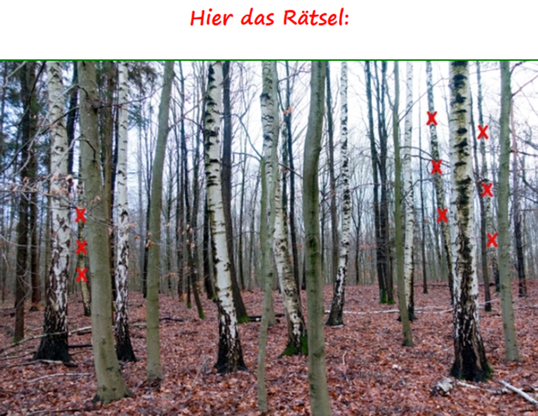 Bild zum Beitrag