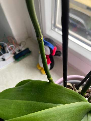Bildet meine Orchidee ein kindel?