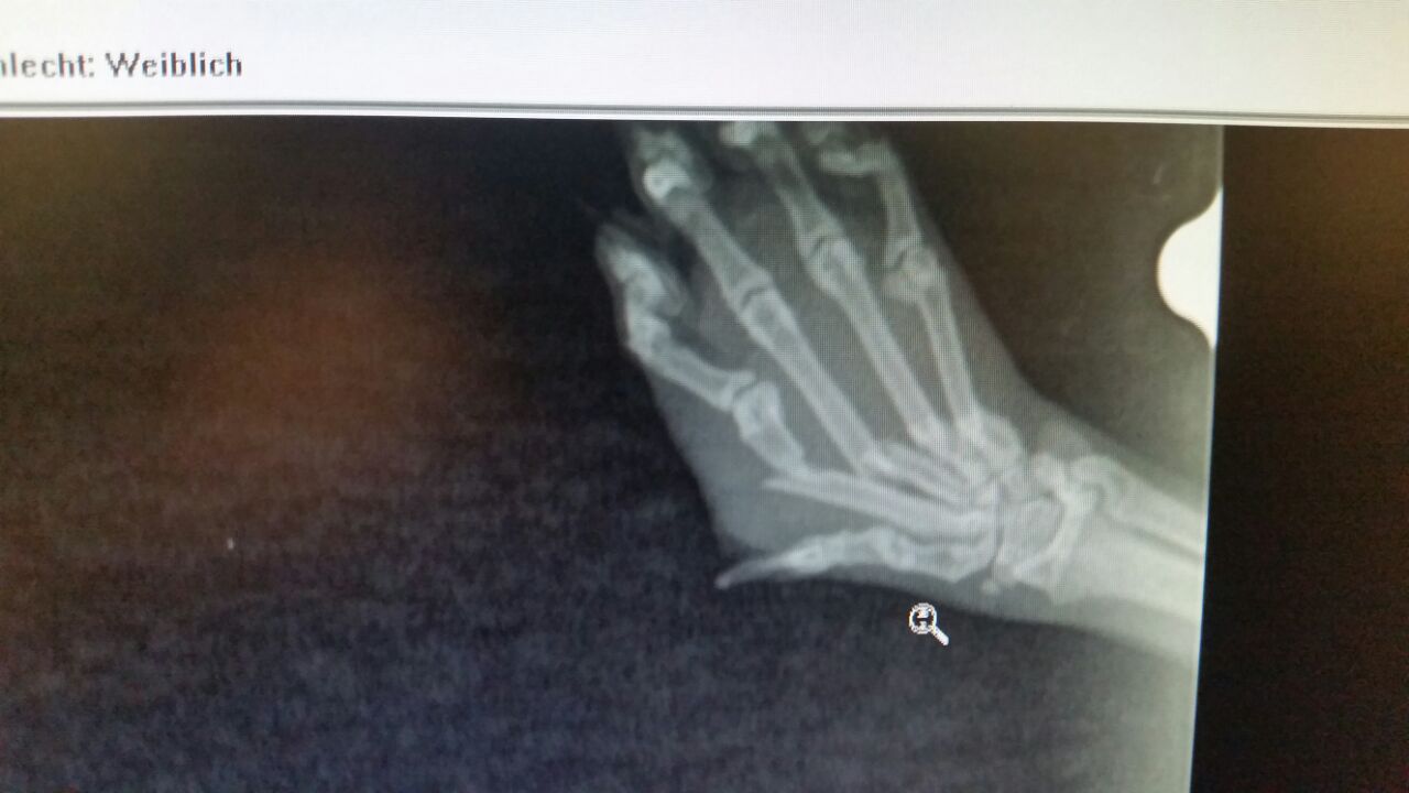 bin fur jede antwort dankbar d tiere katze katzen