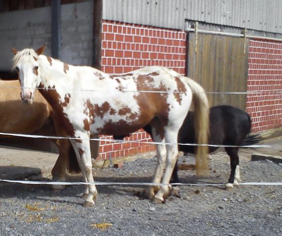 (das schwarze Pony neben dem paint horse)so sieht Mann ungefähr die größe - (Reiten, Pony, Shetlandpony)