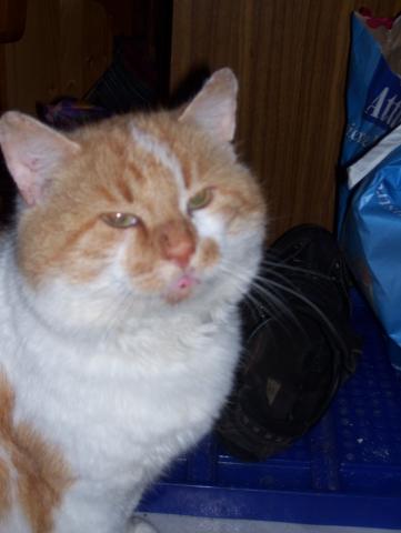 Der gesunde Kater - (bindehautentzündung, Katzenkrankheiten)