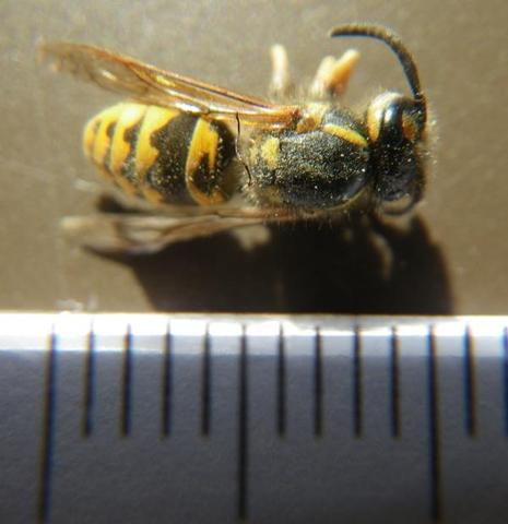 Ruf mich nicht an Ruf mich nicht an