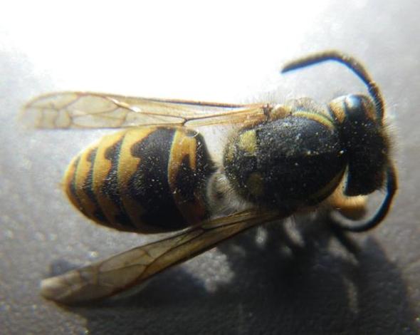 totes Insekt - (Tiere, Natur, Insekten)