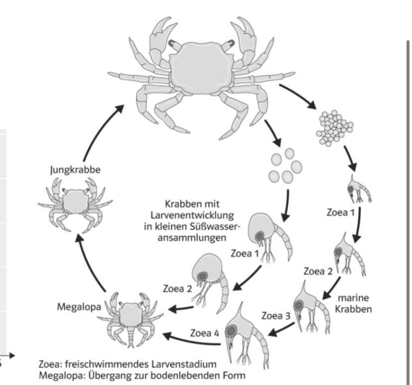 Bio Lebenszyklus Krabben Tiere Biologie Meeresbiologie krabbenarten-wirbellosen-aquarium