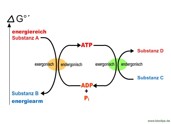 ATP Bildung - (Schule, Biologie)