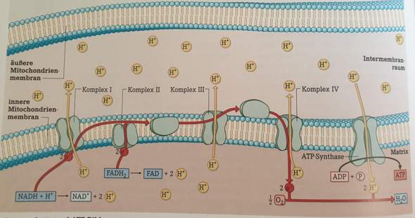 bio aufgabe uber atmungskette hilfe schule ausbildung biologie