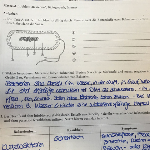 Ich meine die Skizze da oben  - (Bio, Bakteriums)