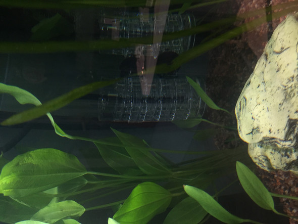 Bio Co2 Anlage Problem Aquaristik