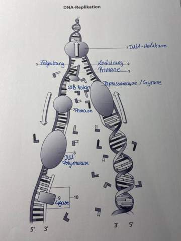 Bio DNA Replikation Abbildung?