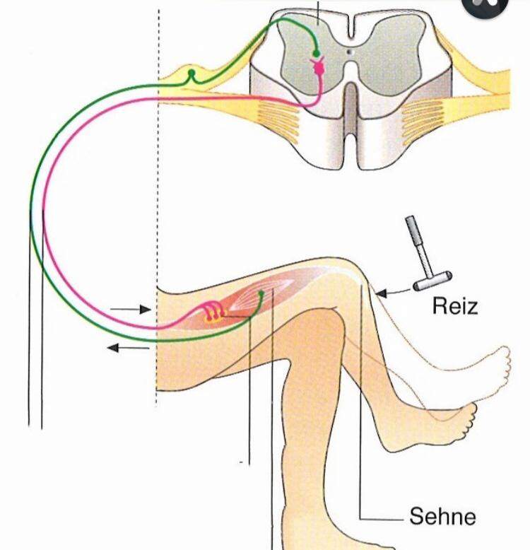 Ist ein monosynaptischer reflex automatisch ein eigenreflex