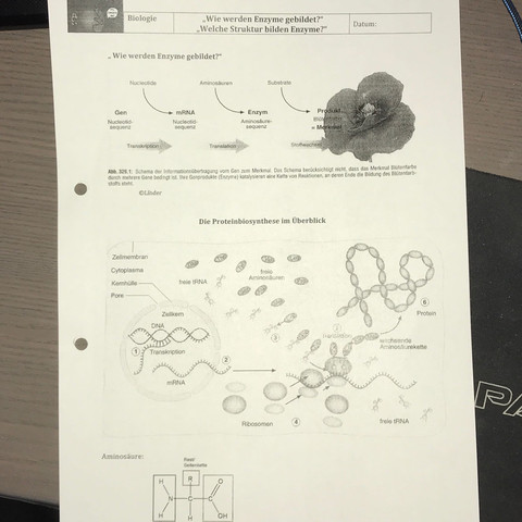 Dieses - (Schule, Bio, enzyme)