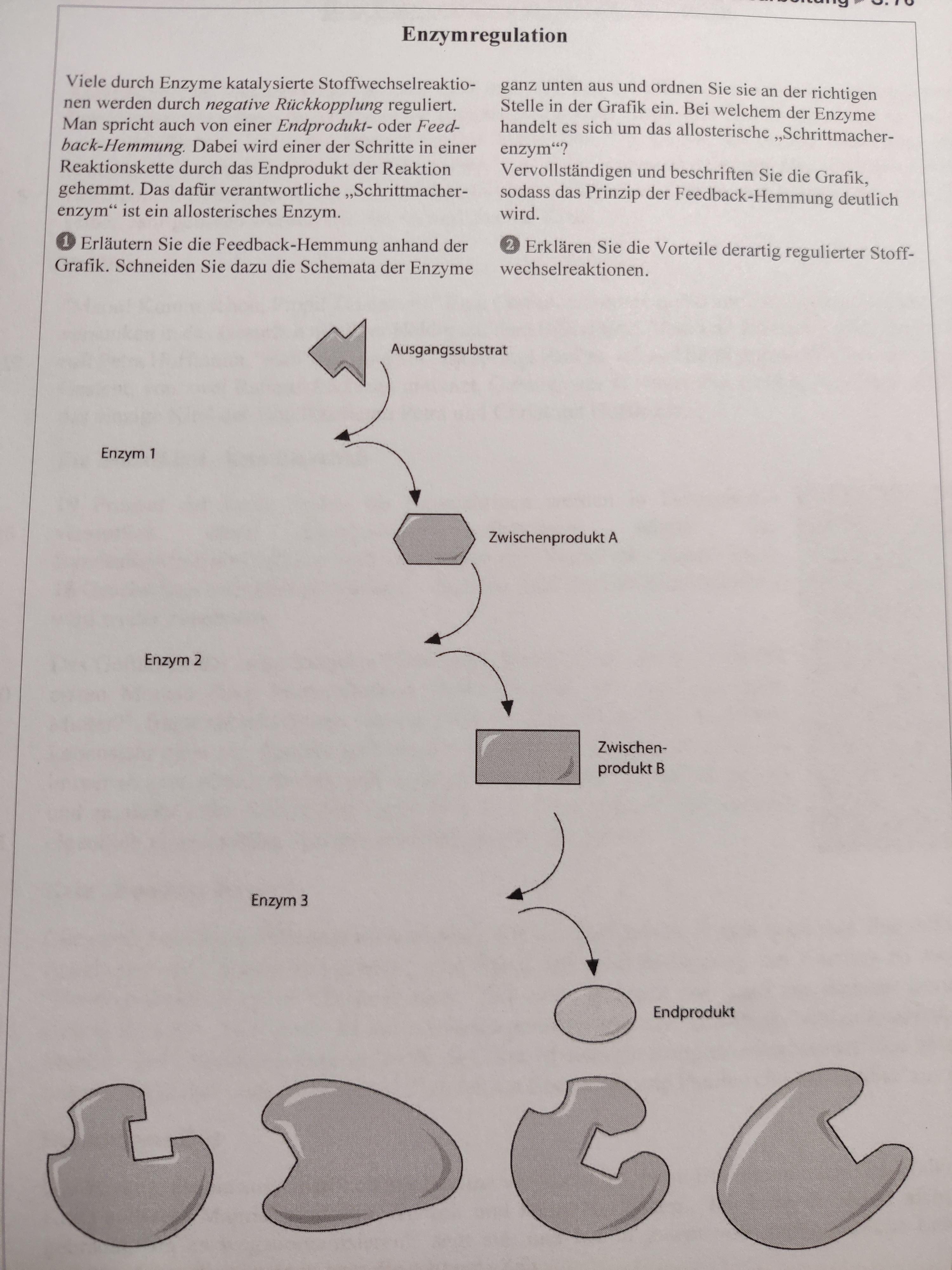 Bio Enzymregulation? (Schule, Biologie, Hausaufgaben)