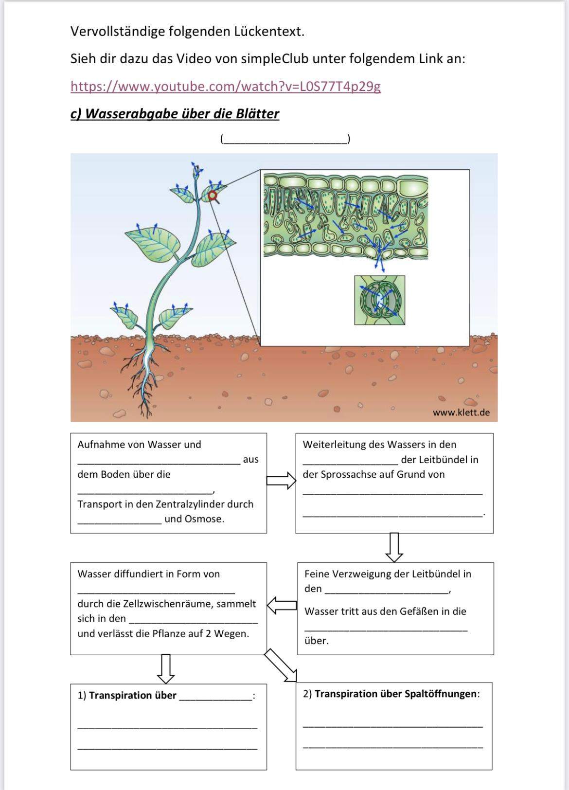 bio klasse 9 aufgabe? (Schule, Biologie)