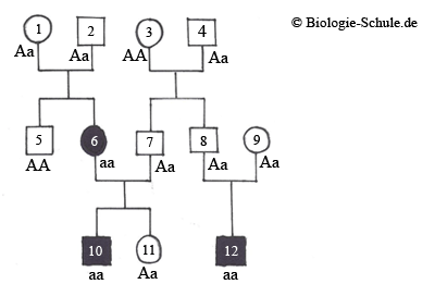 Biologie - Erbgänge? (Schule, Medizin, Noten)