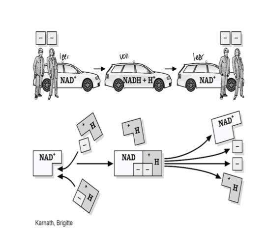 Biologie / alkoholische Gärung? (Chemie)