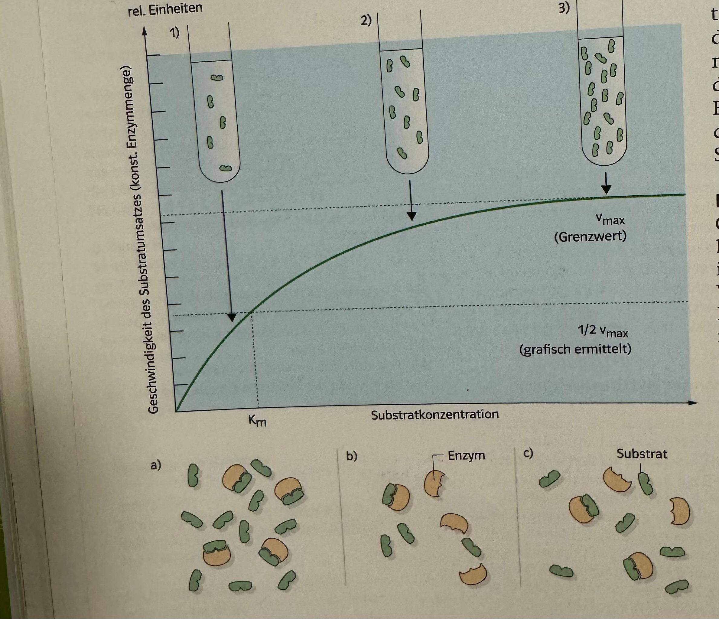 Biologie Kann mir bitte jemand bei dieser Aufgabe helfen? (Schule
