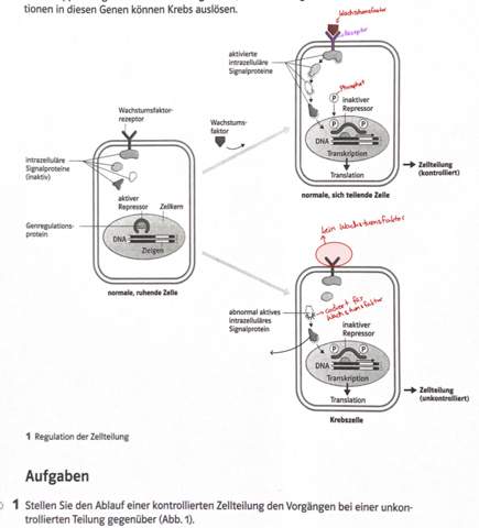 Biologie Aufgabe kann mir jemand das bitte erklären? (Bio,